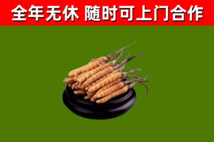 古交市烟酒回收冬虫夏草.jpg